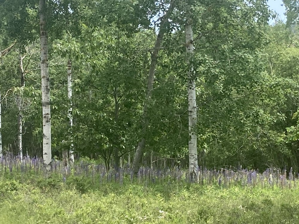 I love the birches with lupines.