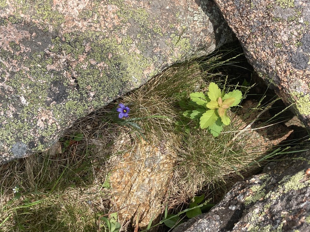 flowers purple refuge.jpg