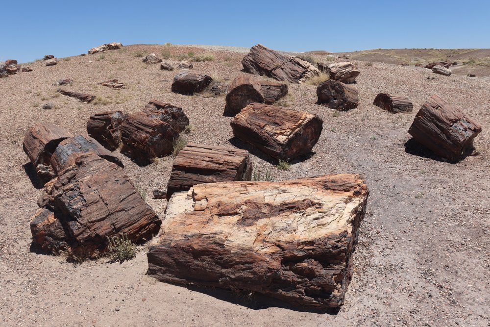 Some of the petrified wood.