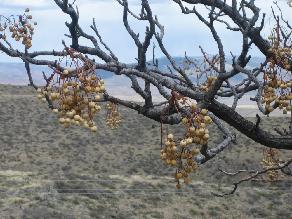 tree berries.jpg