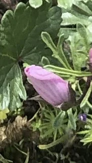 The beginning of love…