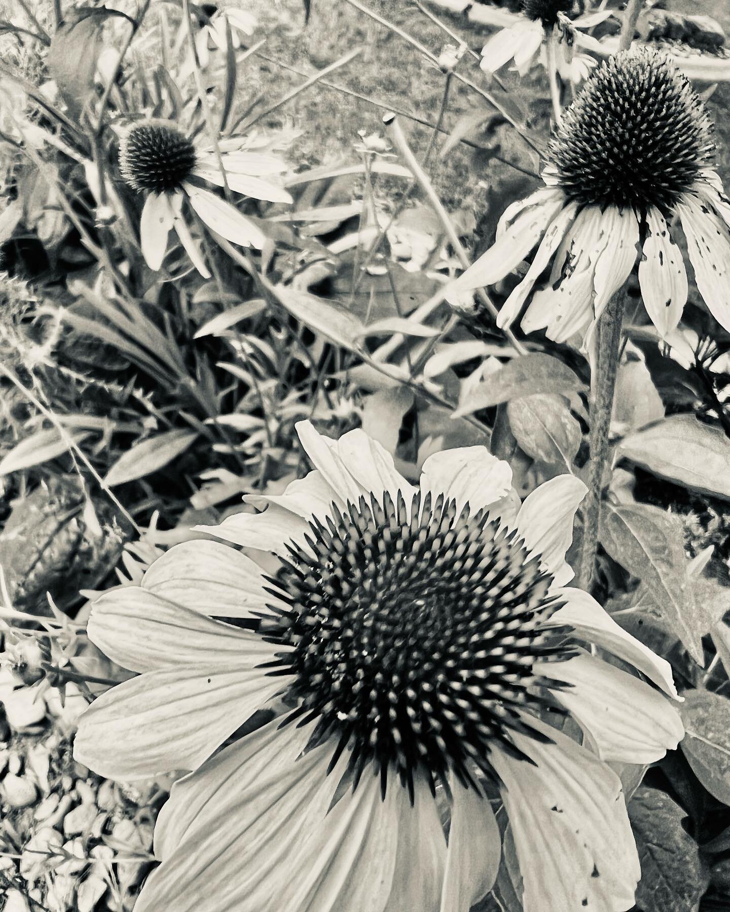 Hearty echinacea you are the most respectable thing in the garden  #31days31photos @domestika_en photo challenge I&rsquo;m doing with @audie_jane_37 &hellip; my goal is to not photograph my dogs once and see what else there is to look at out here.