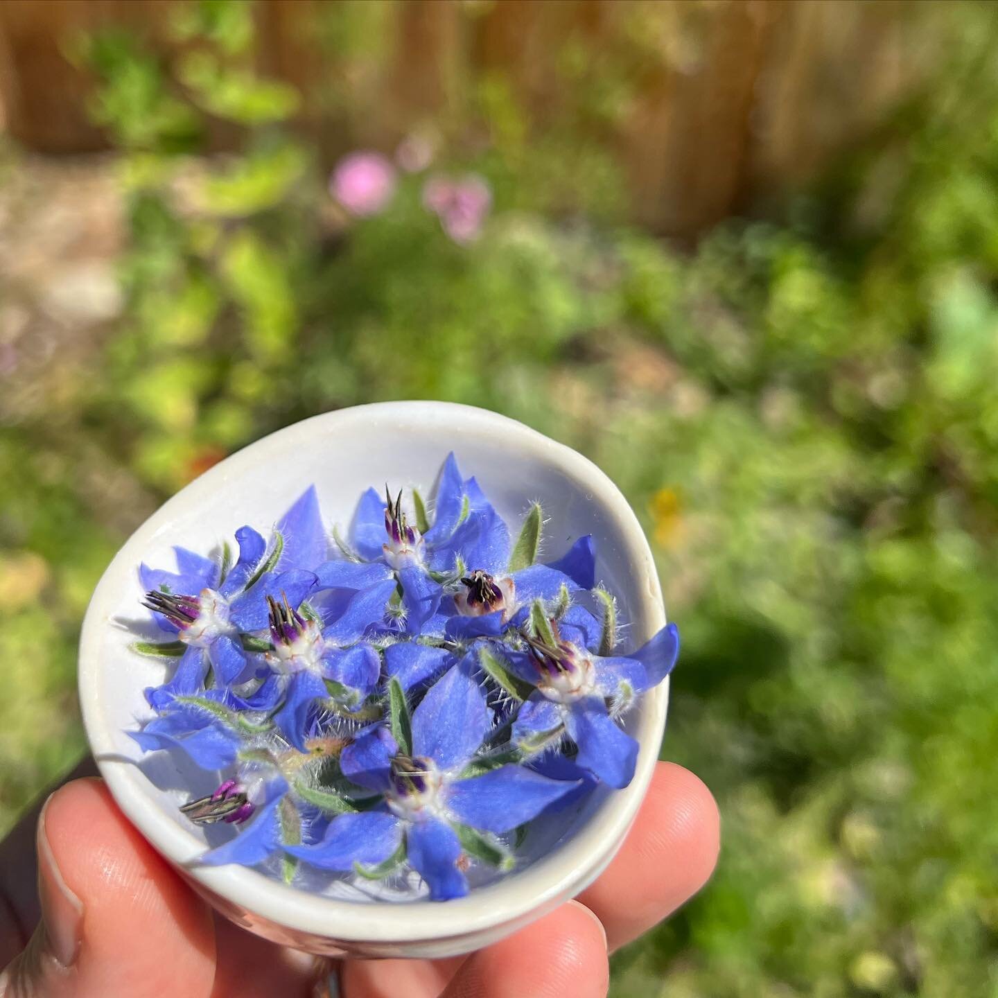 Borage blue #31photosin31days