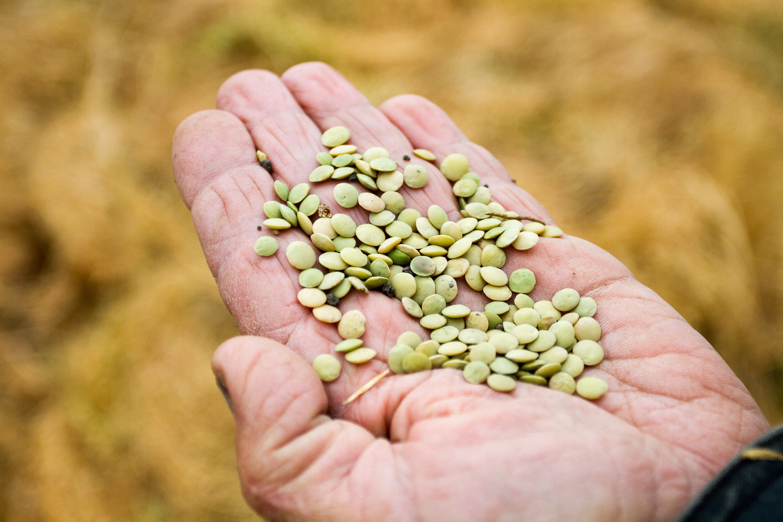Kandarian Organic Farms