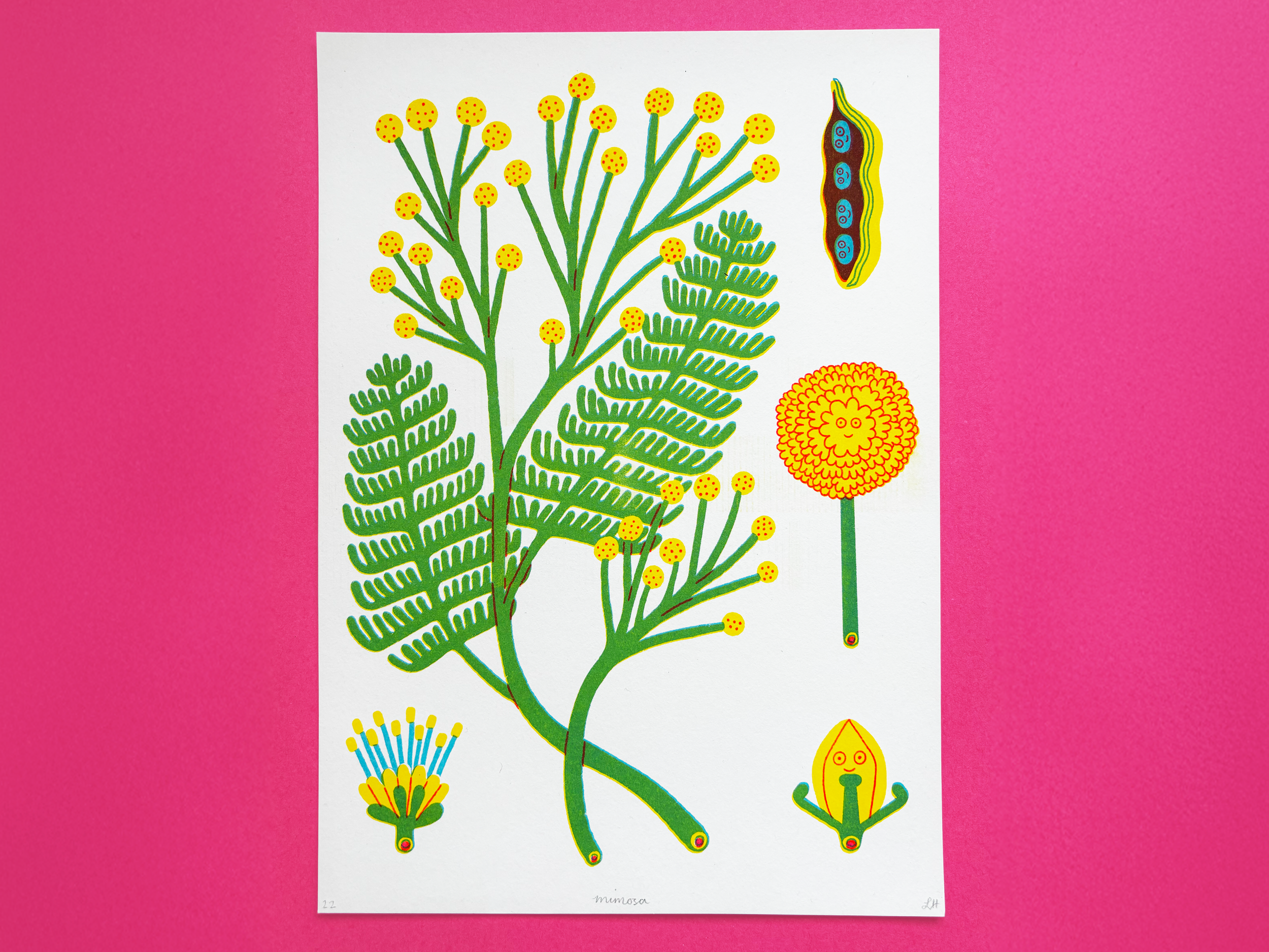 Mimosa.png