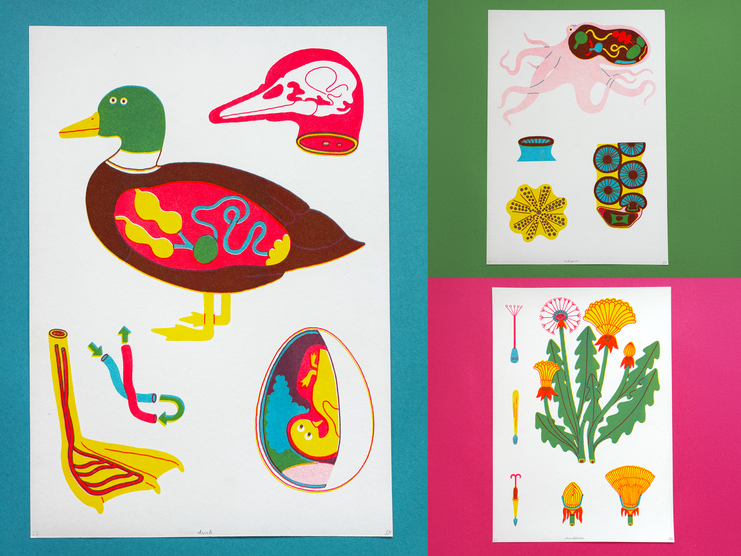 set 1 (Duck).png