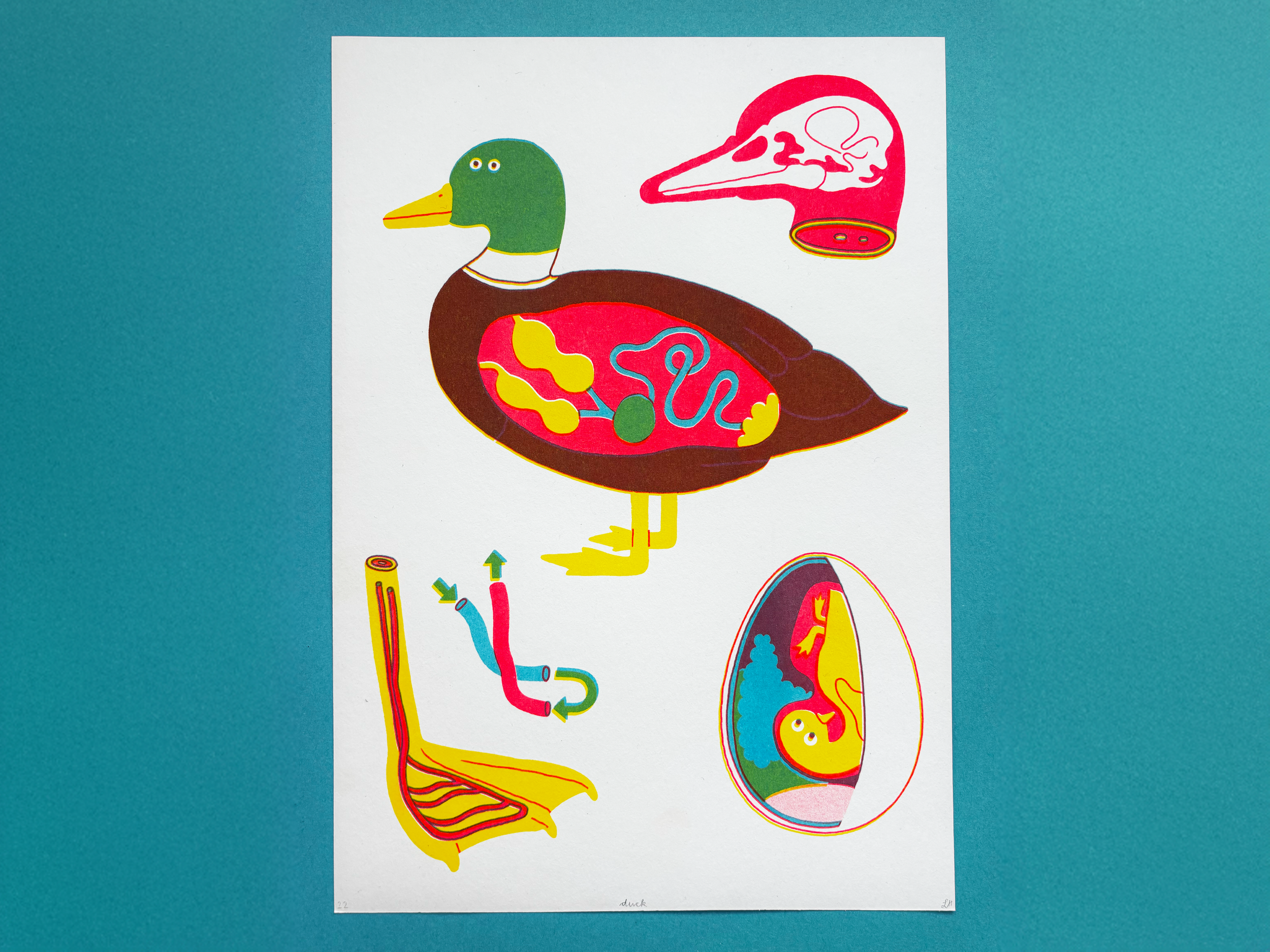 Duck1.png