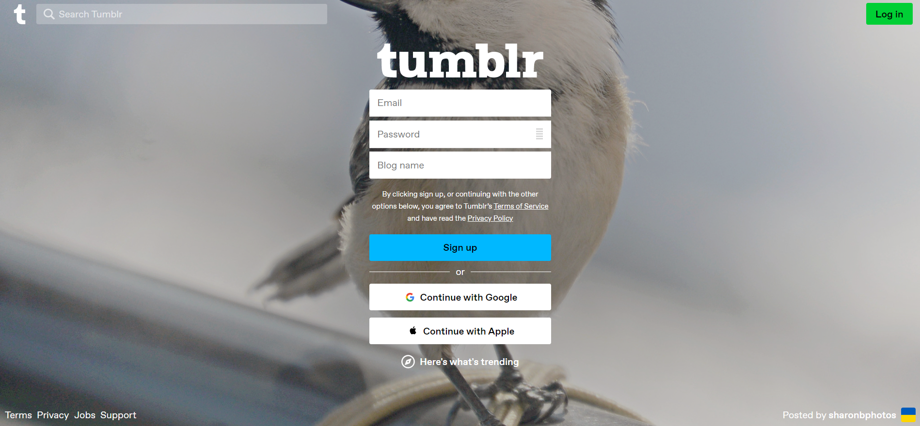 Tumblr: a Dead Platform With Dedicated Users