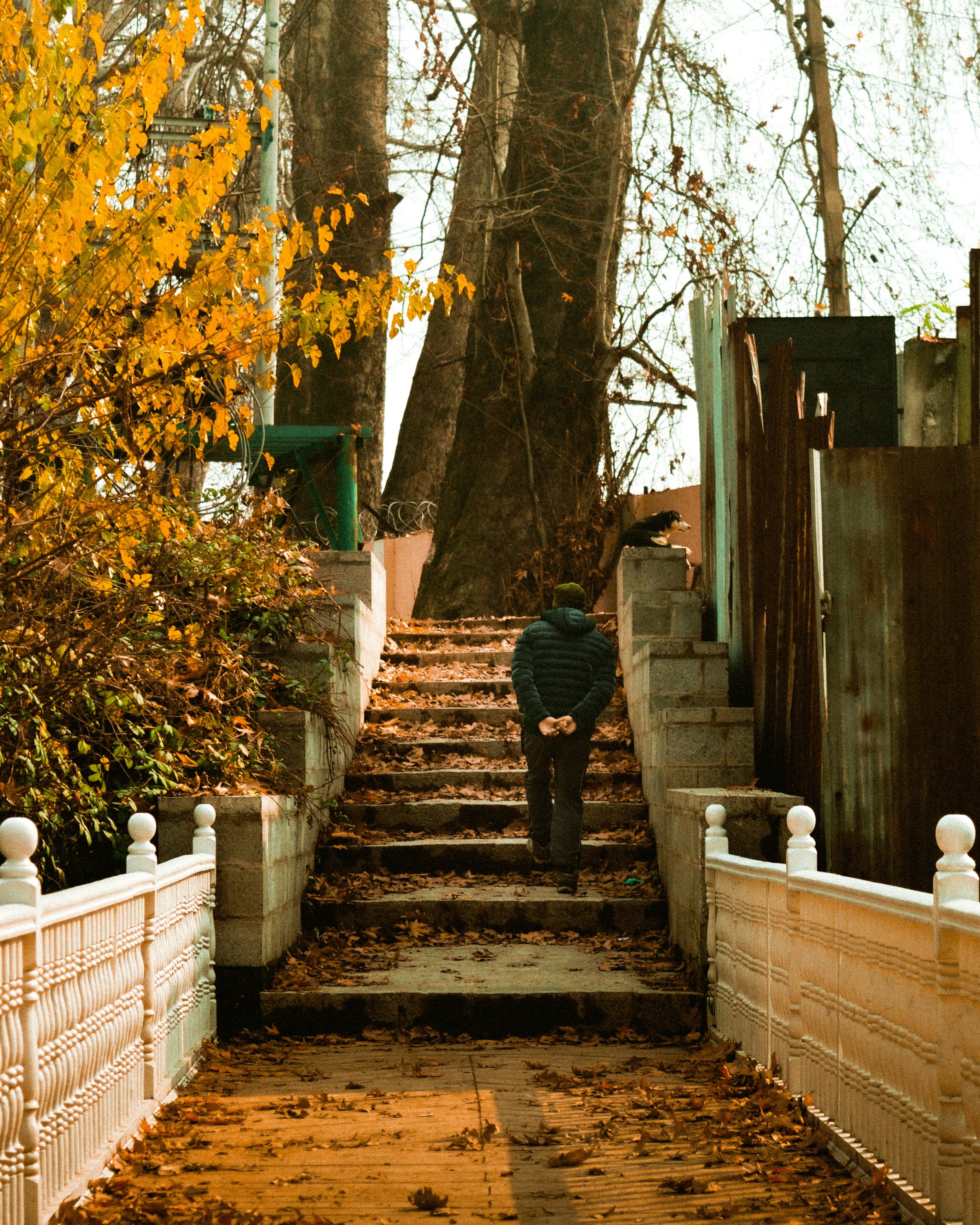 The Art of Walking and It’s Importance