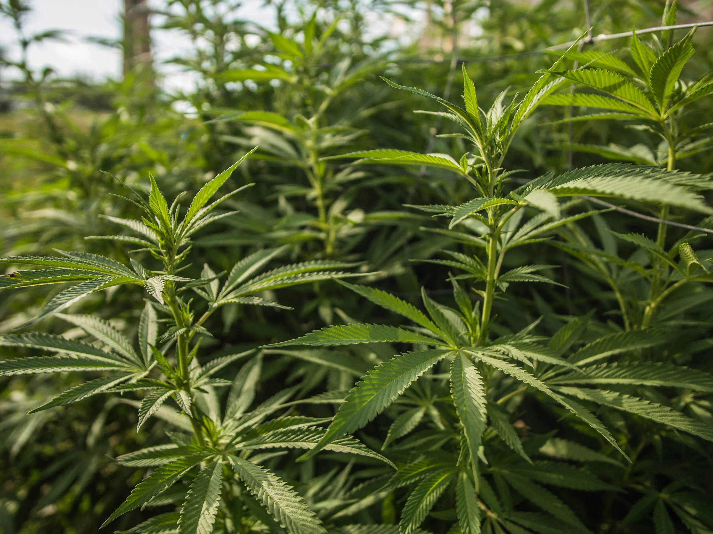 CBD Hair Growth Serum