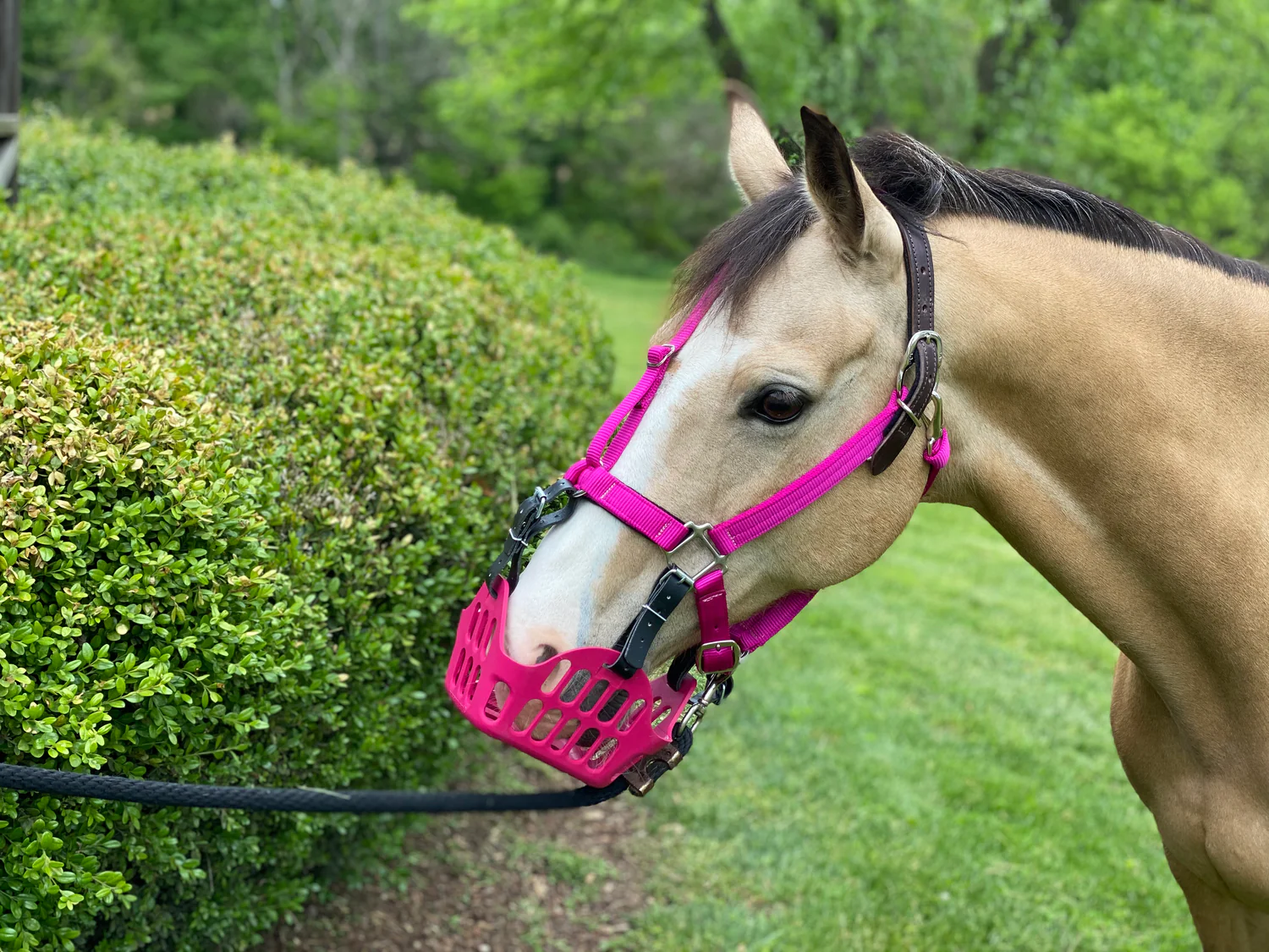 greenguard-grazing-muzzle-raspberry-horse.png