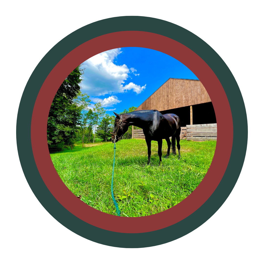Services — Millbrook Equine