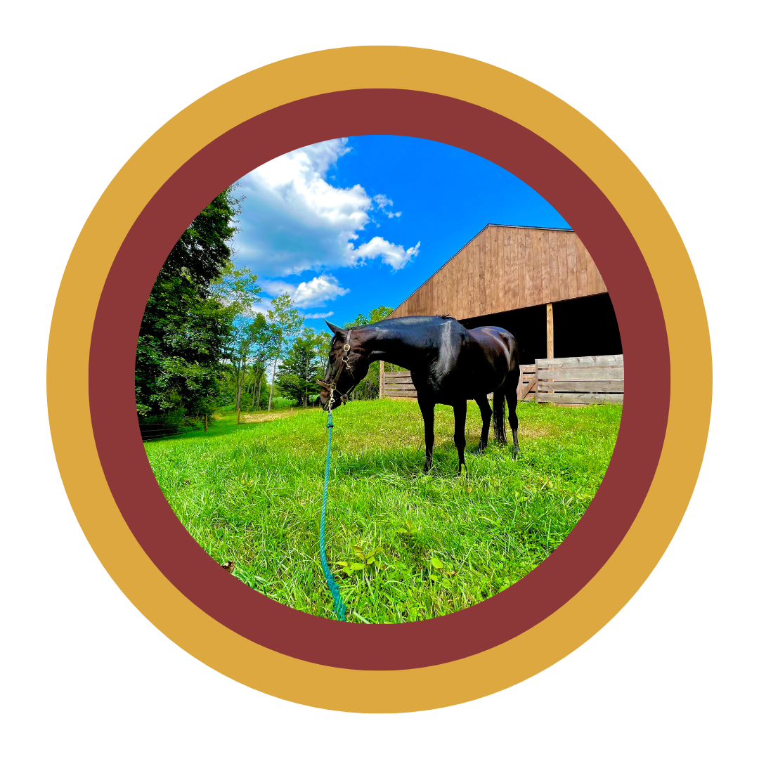 HaulIn Facility — Millbrook Equine