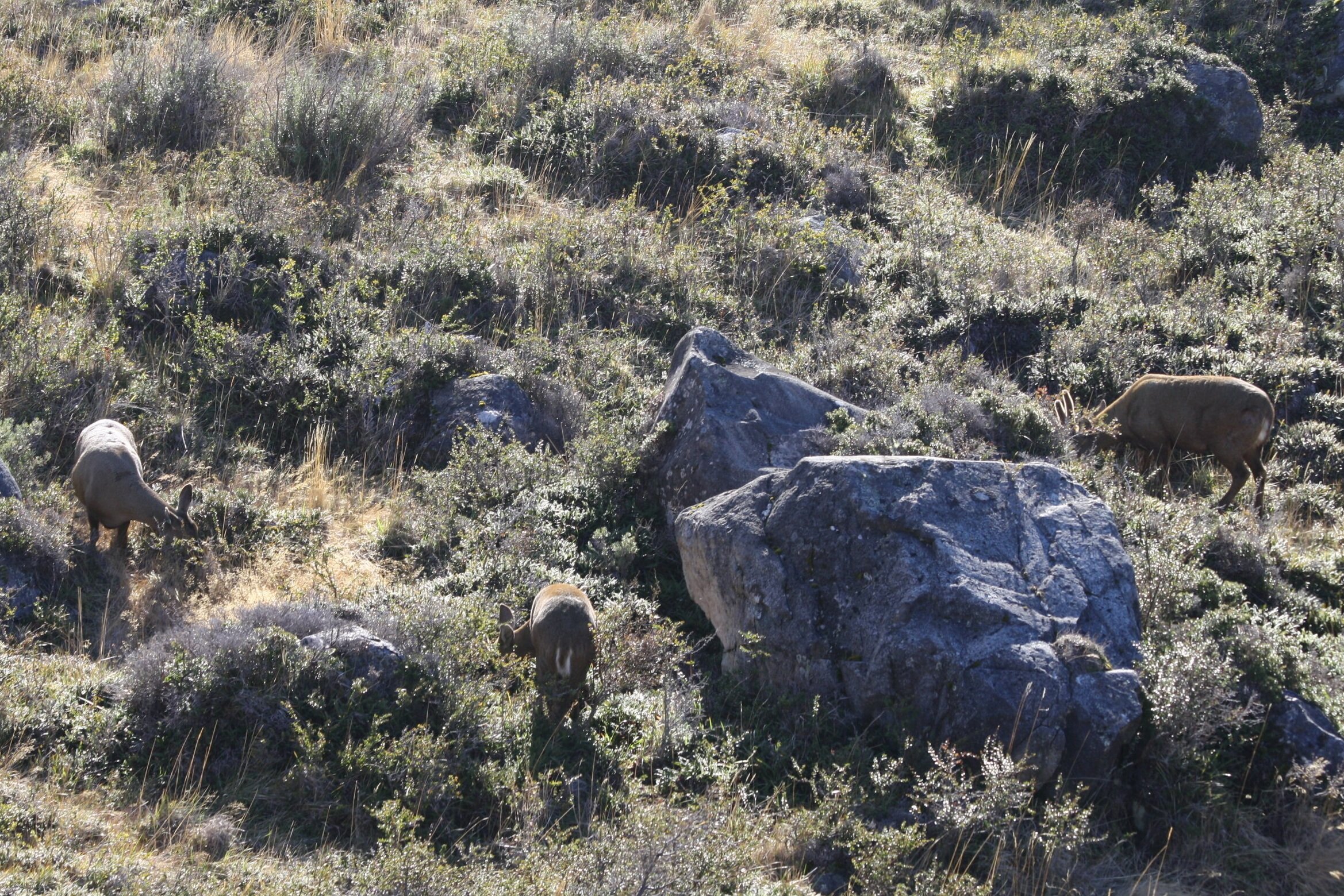 Familia de huemules en el Parque Nacional Torres del Paine