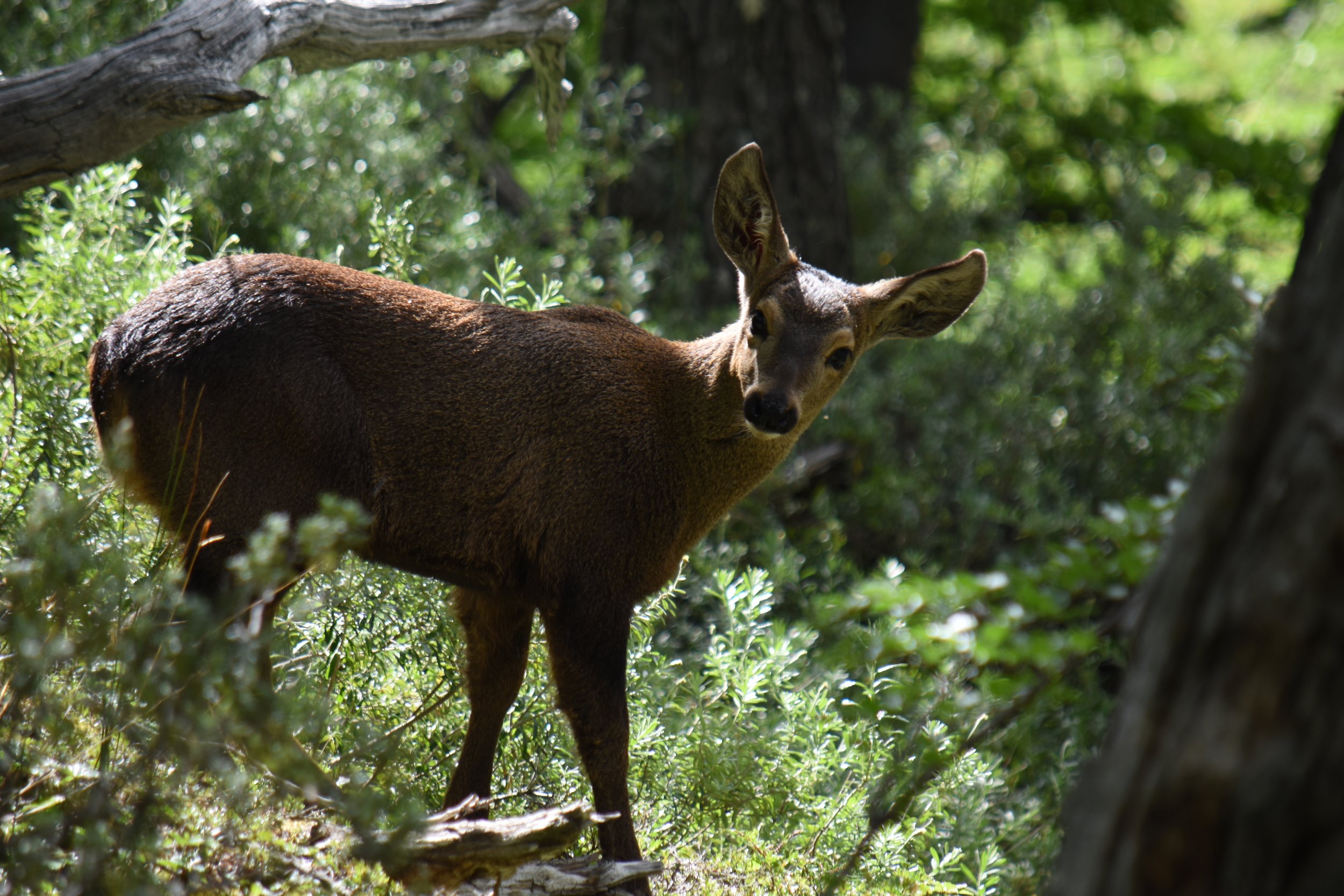 Avanzando por el Huemul