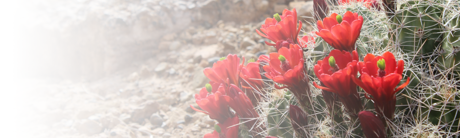 CELEBRATING 15 YEARS