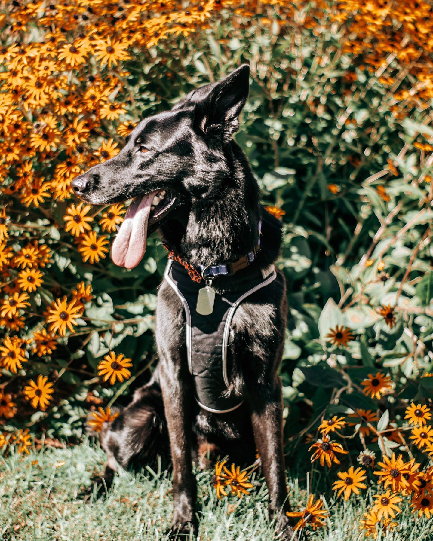 Chase looks so good with fall colors #dogphotography