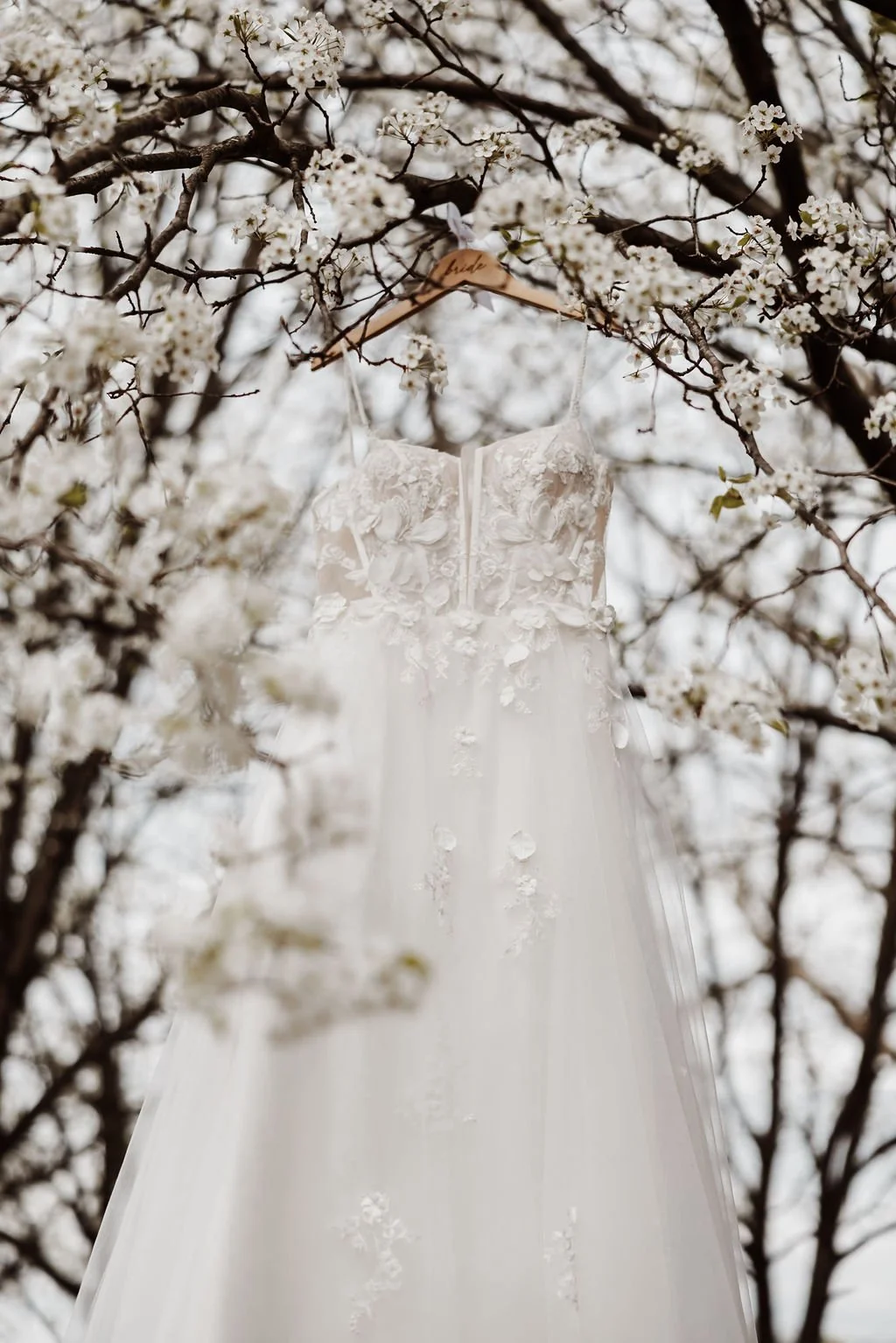 Wedding dress hanging on a branch of blooming cherry blossom trees.