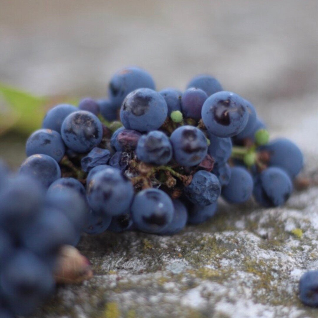 Are you confused by the world of wine? Understanding wine starts with understanding the geography also known as the terroir. 🍇🍷🌿⁠
Tap the link in bio to learn more about the different types of grapes and their origins. ⁠
⁠
#wine #winetasting #vino