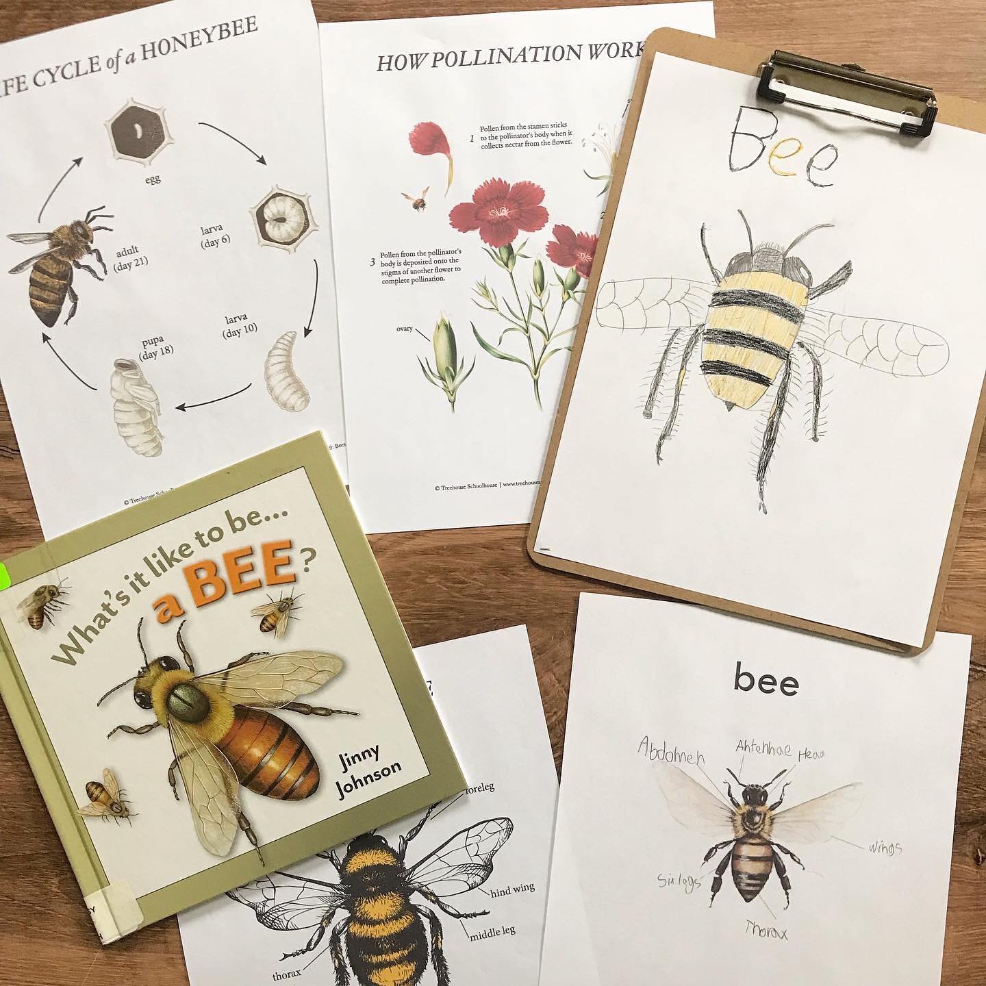 Homeschool Recap: This week for our nature study we focused on bees 🐝 We read all about these awesome little creatures, reviewed their life cycle and anatomy, as well as pollination. Then Elliot did his tangram puzzle and drew a bee for his nature j