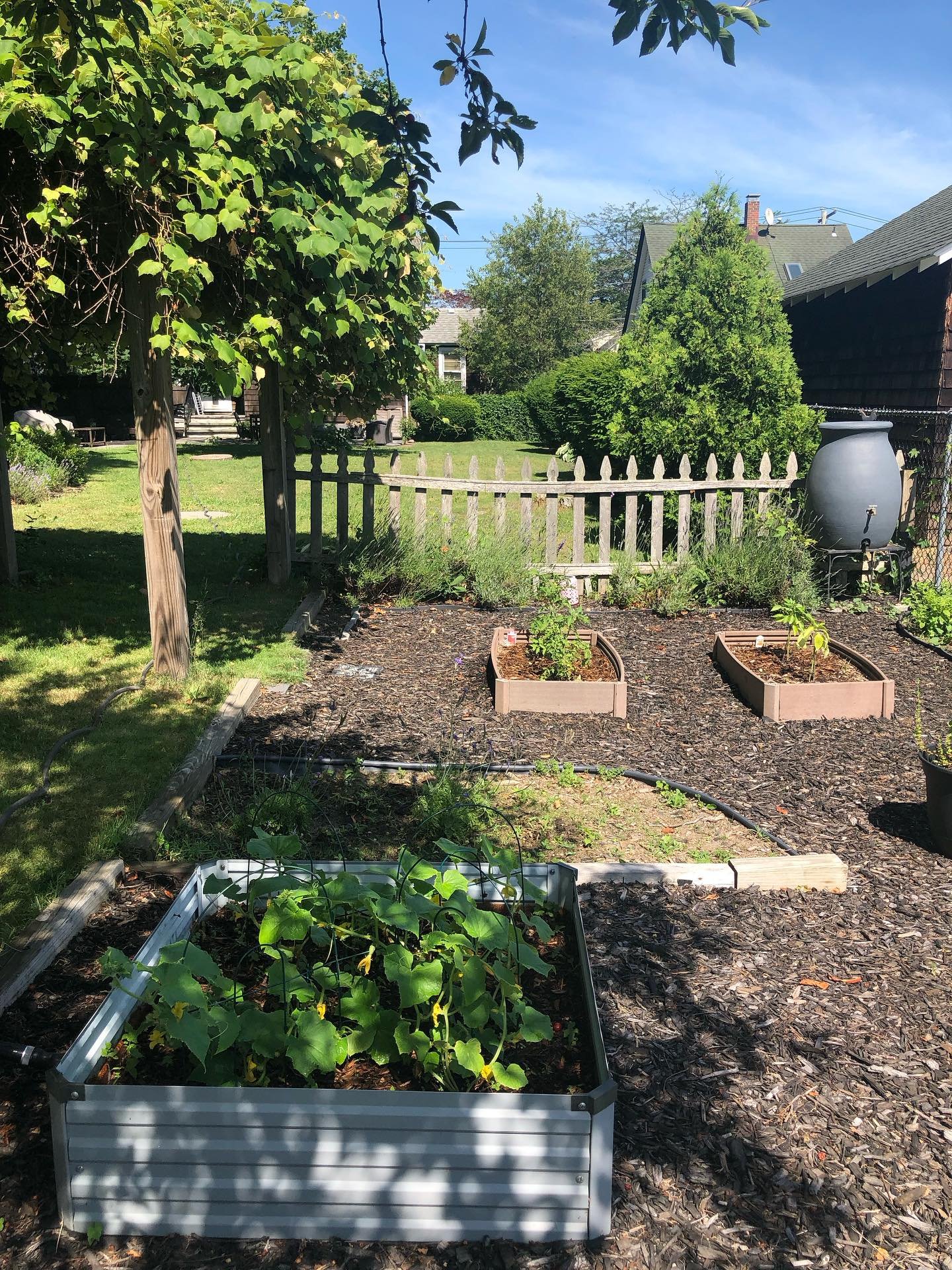 Holy crap it&rsquo;s hot 🥵 You will NOT see me out in this heat but I still need to water the garden. I was dying but I survived! Lol. The garden is doing great. We have little tomatoes and the cucumbers are flowering, along with the bell peppers. A