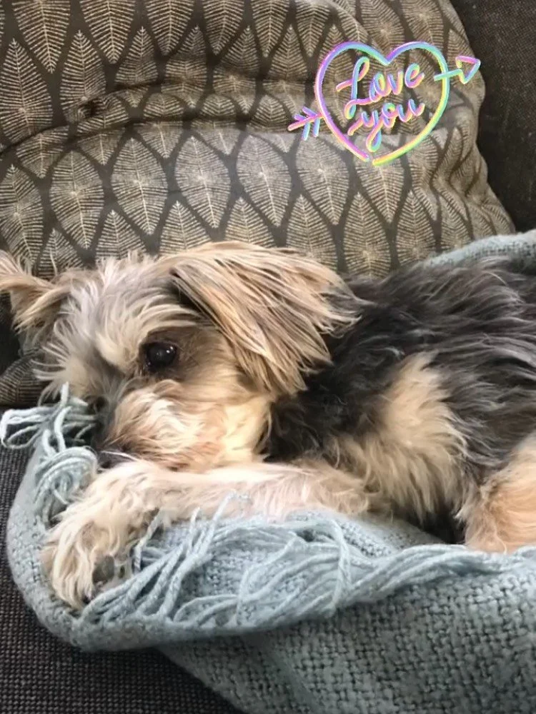 This morning we said good bye to our sweet girl Olive 😔 She gave us 17 years of memories and I am so grateful for all the time we had with her. Olive was one of a kind, my best friend and side kick, my girl. Always by my side and ready to give kisse