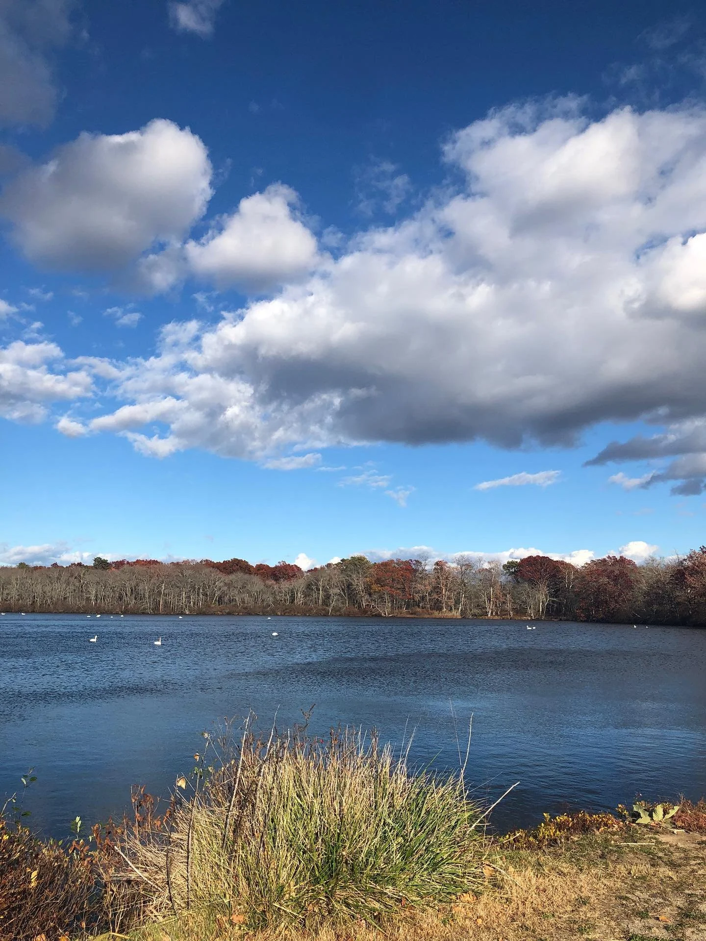 Had a nice walk around the park this afternoon. The sun felt nice and we always love seeing the wild turkeys! Beautiful fall day 🍁 #naturelover #atthepark #falldays