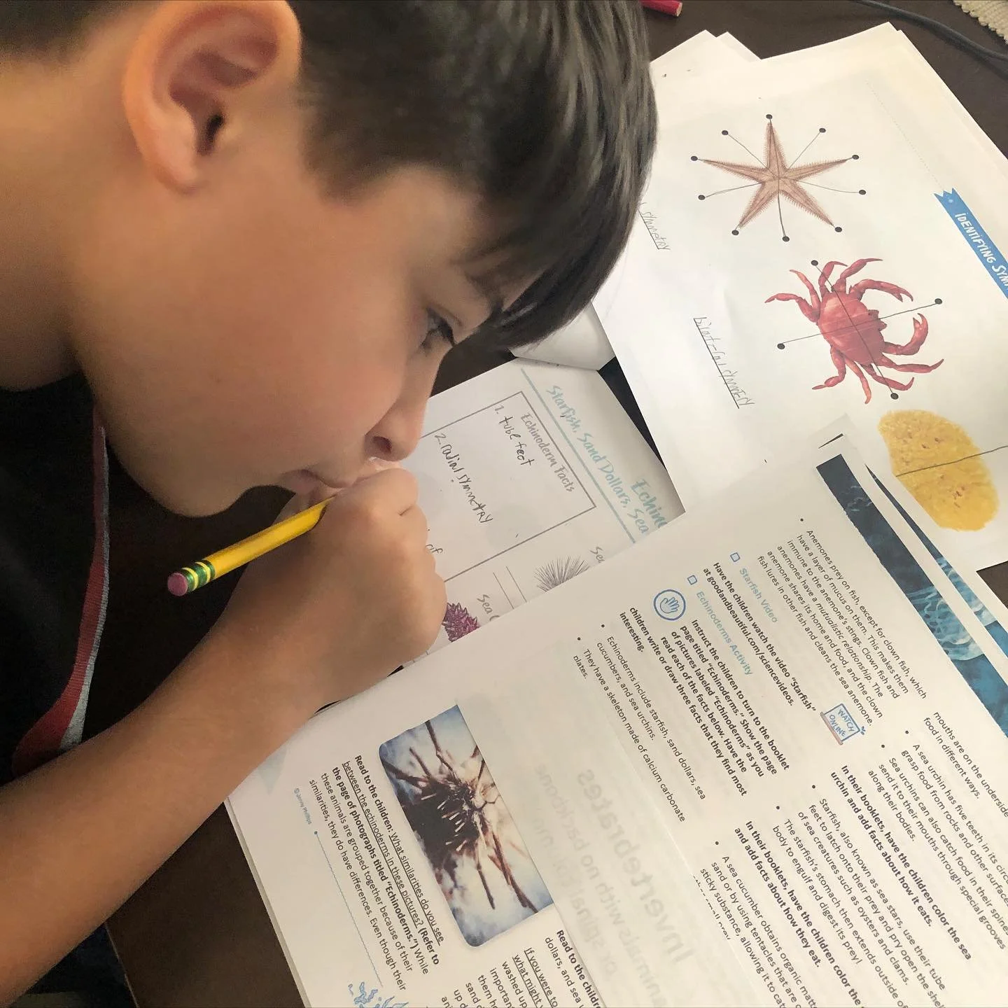A little update on our lessons lately&hellip; 
⠀⠀⠀⠀⠀⠀⠀⠀
History has been interesting as we continue to read Pilgrim Stories. We covered their journey to Plymouth and interactions with the Native Americans. For science our marine biology lessons have 