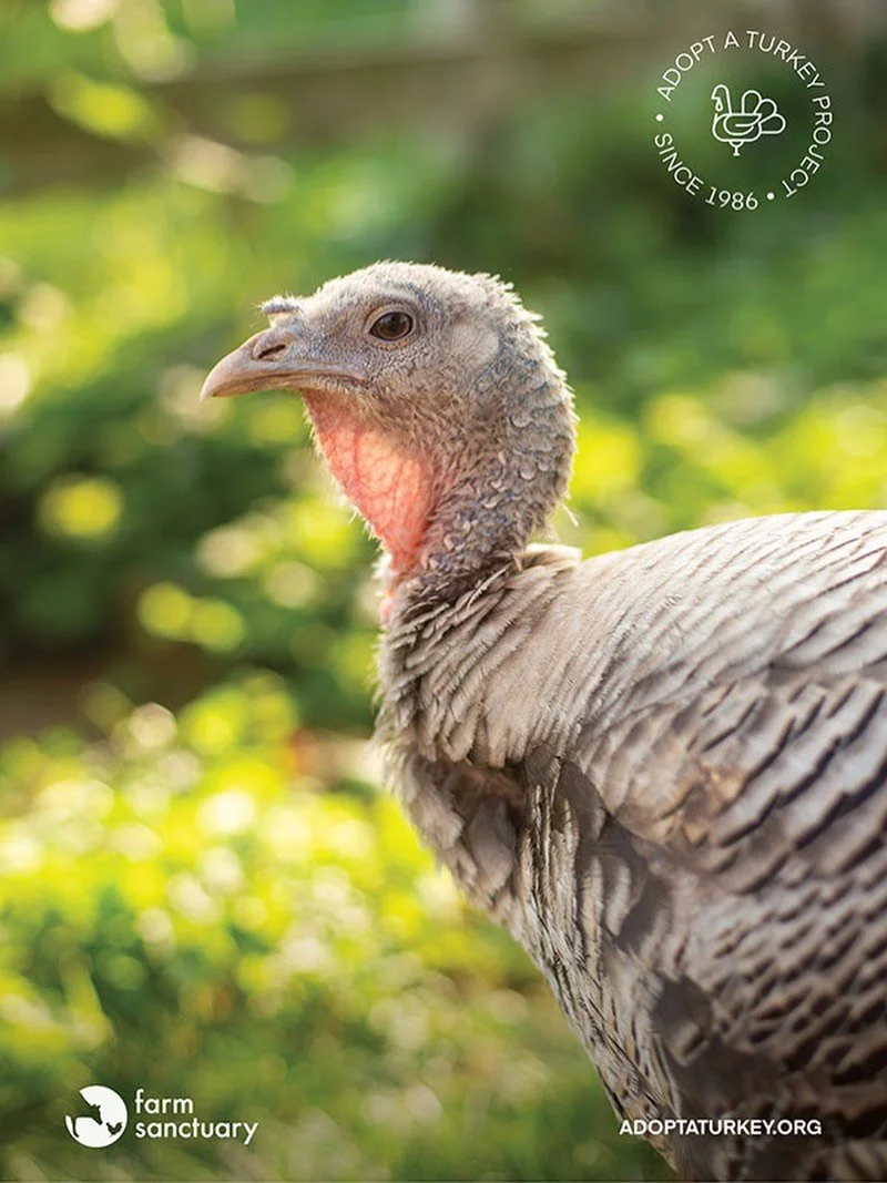 Meet Julie 🦃 The turkey we chose to adopt this year for Thanksgiving. Our annual tradition to help support @farmsanctuary and these beautiful animals. Always happy to spread the love ❤️ #adoptaturkey #farmsanctuary #vegetarian #spreadthelove #thanks