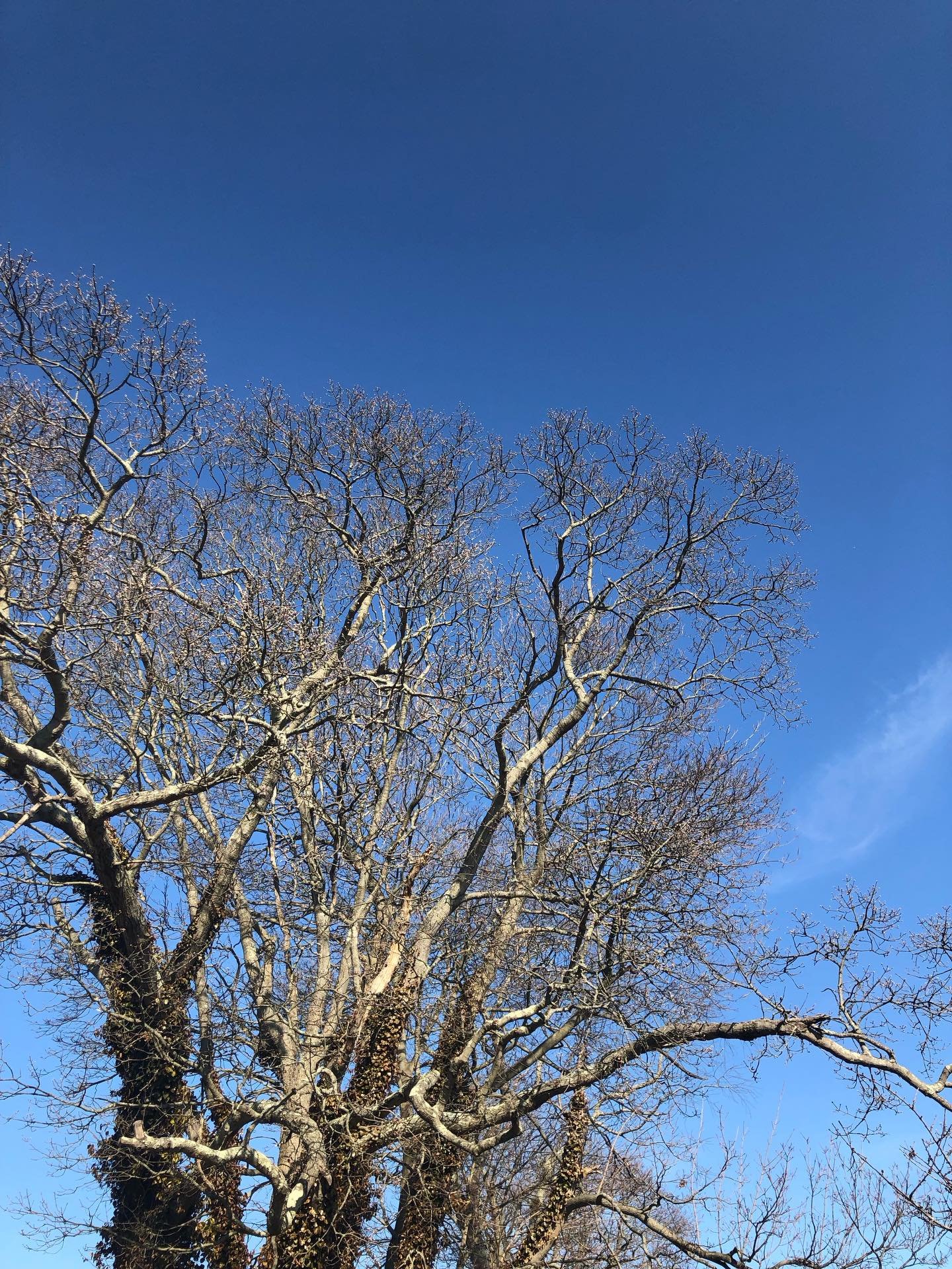Enjoying these blue skies and sunshine here in NY. This winter was brutal. Spring is right around the corner and so grateful ✨ #lookup #naturelover #ny #blueskies