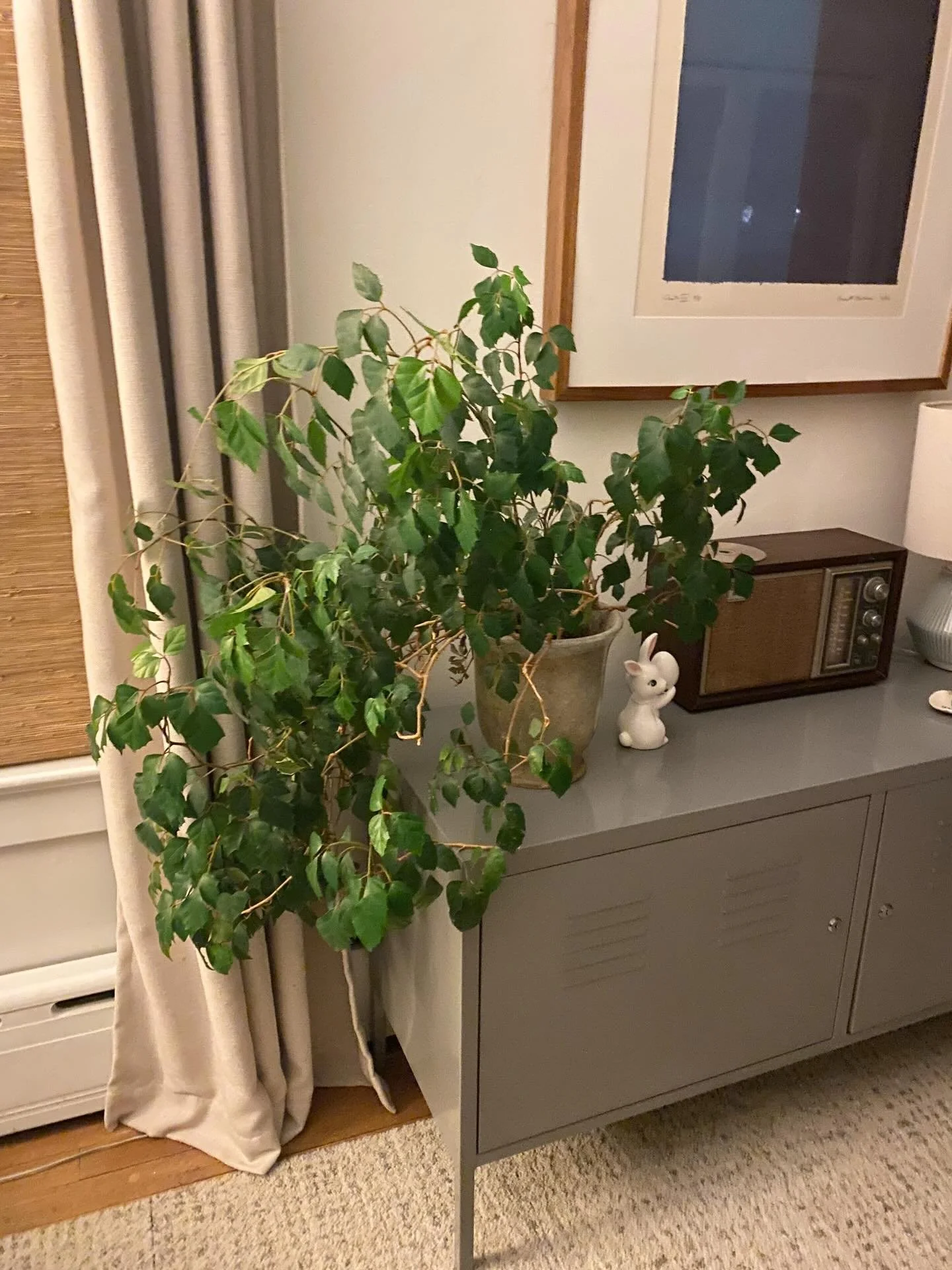 My ivy truly has a mind of its own 🌿 #plantlady #naturelover