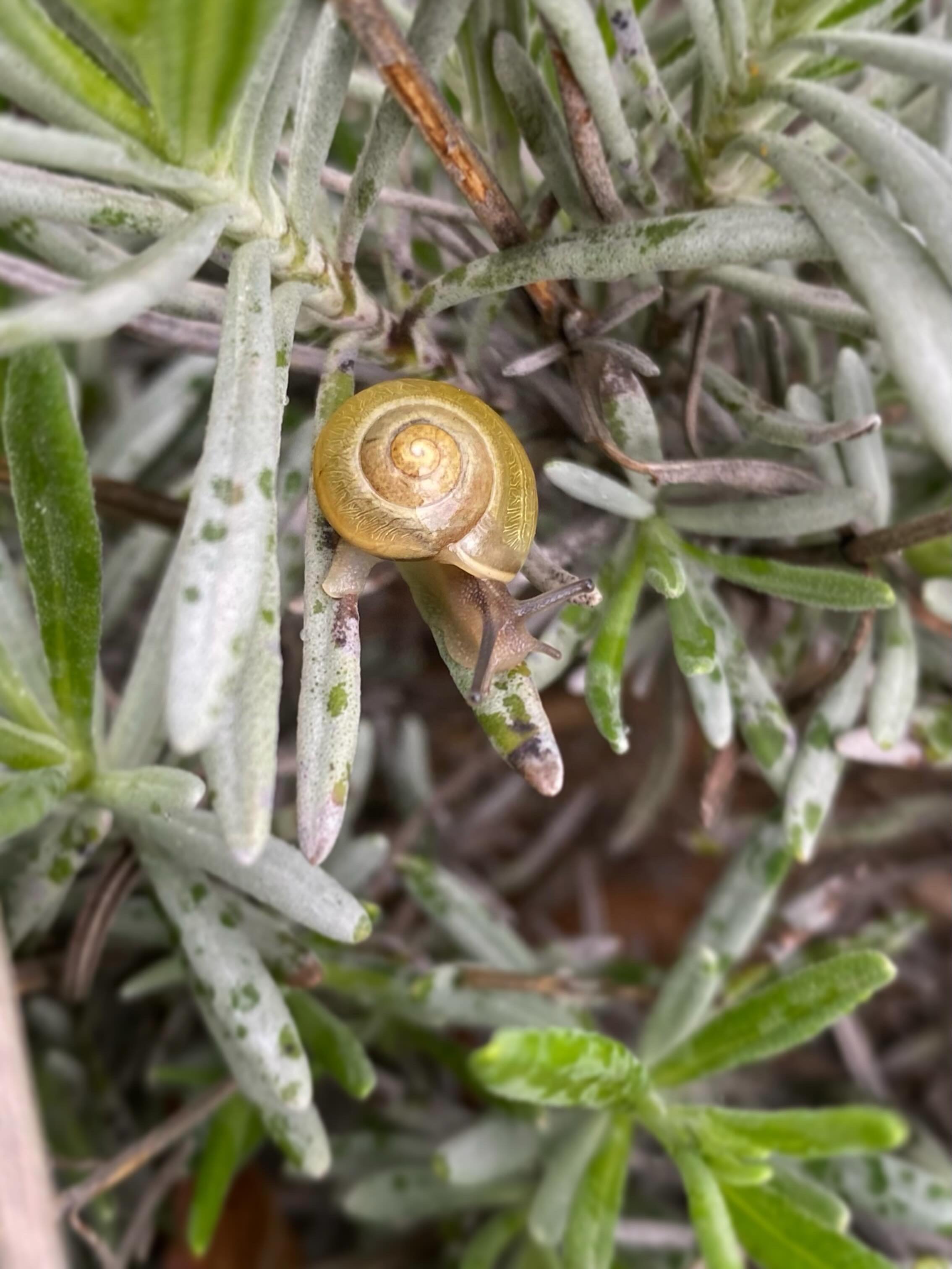 Spring mornings with these cuties ✨ #naturelover #springdays #earthlings #snails #hithere