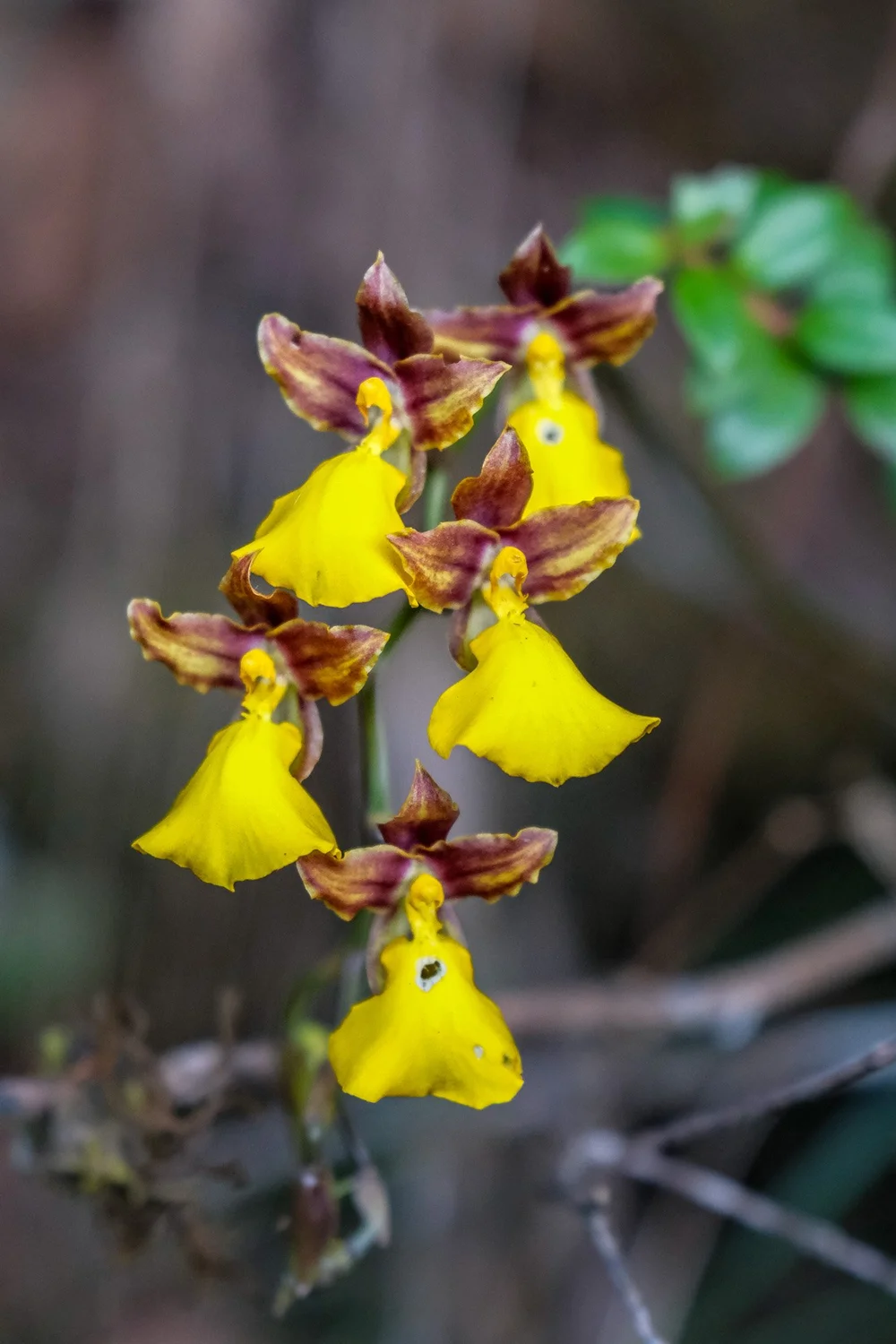 Inca Trail: Day 4 - Pacaymayo - Puyupatamarca — Tuljak! Travel Blog