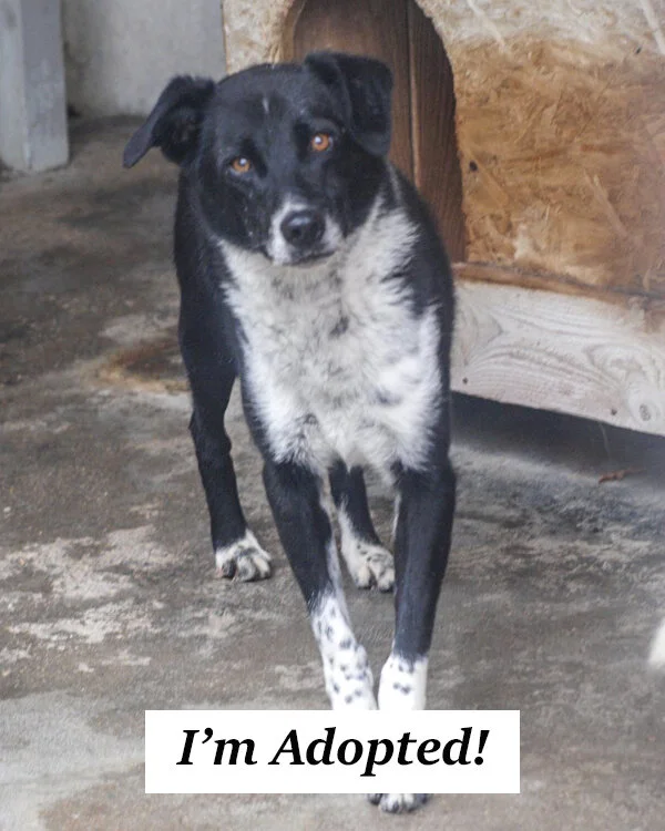 Sammy Adopted merged.jpg