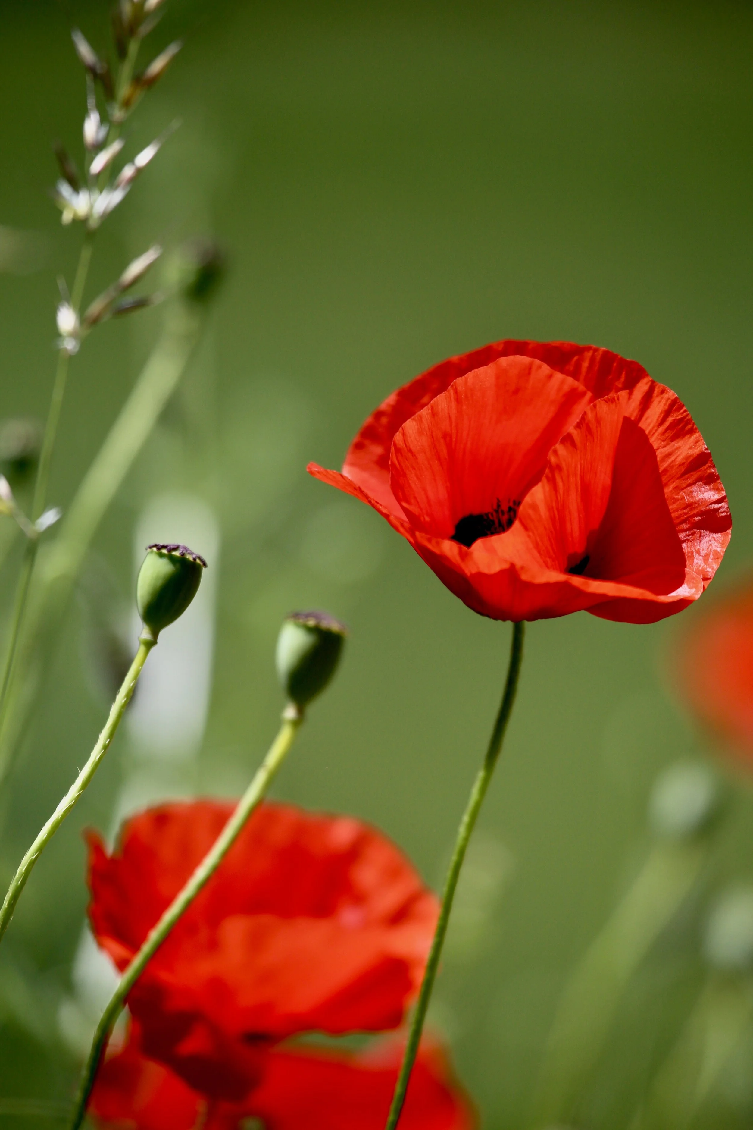 This Anzac Day at the Hellenic Club