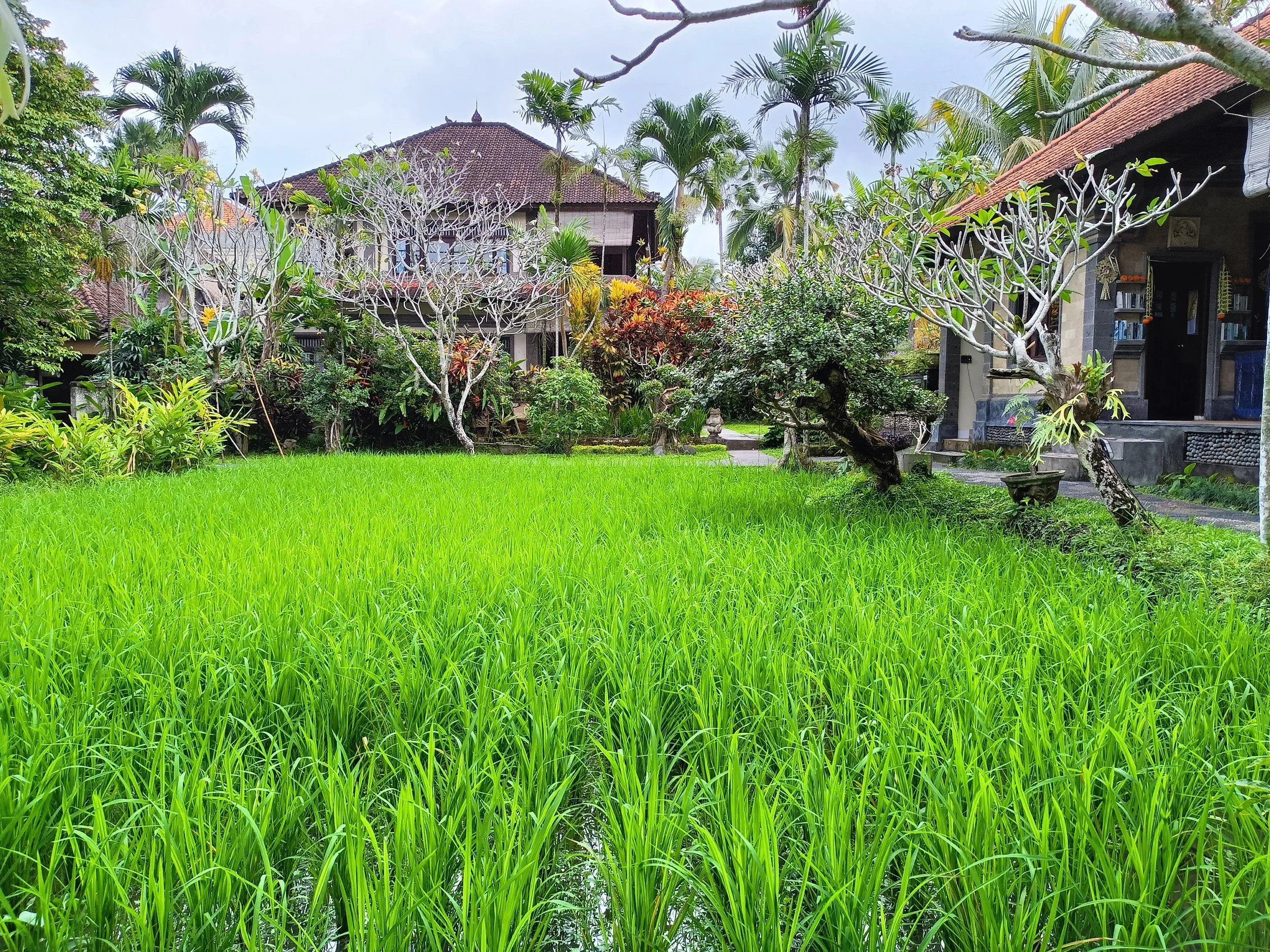 alam shanti rice field.jpg