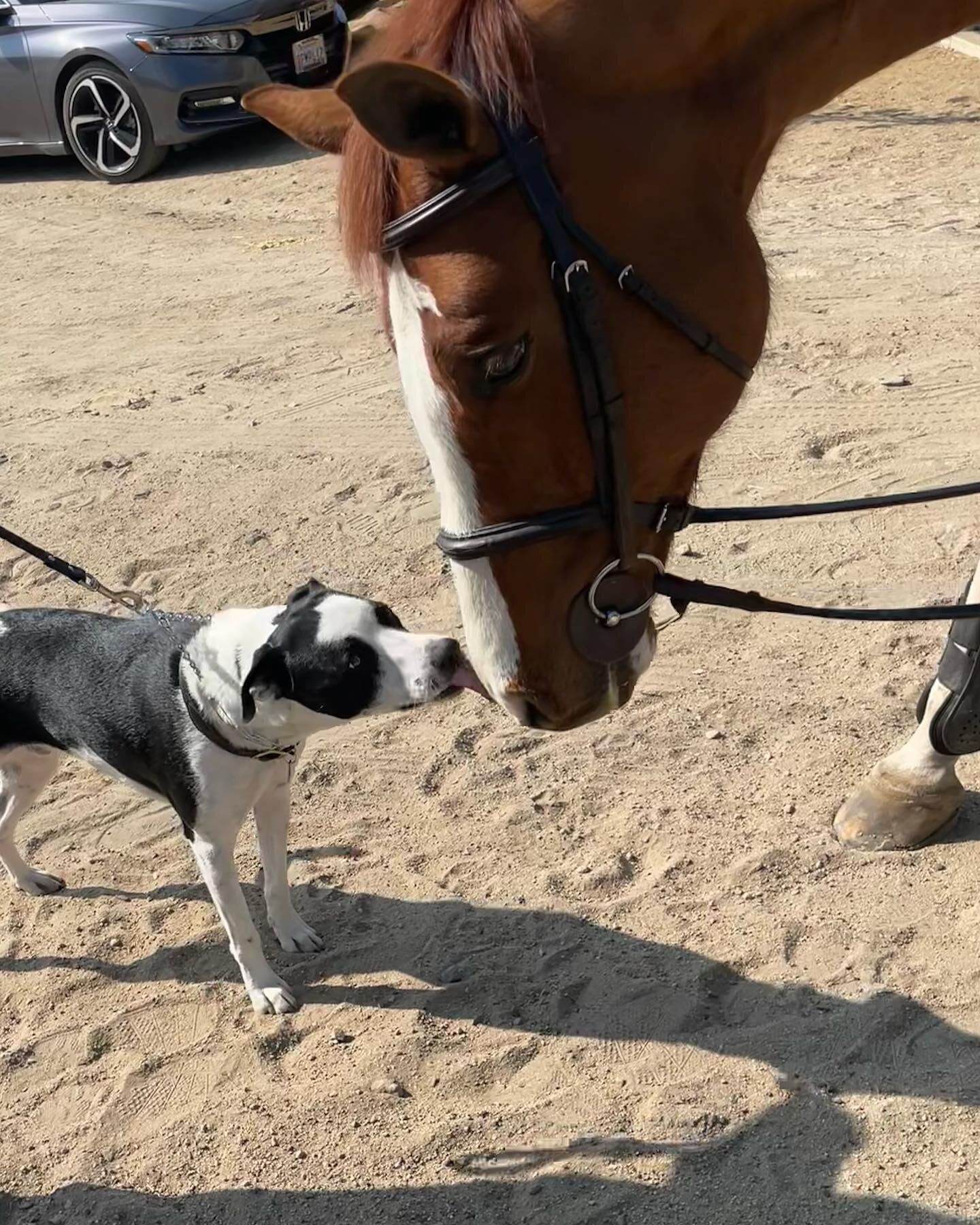 🐶❤️🐴

#equestrian #horse #puppylove #friendship #hunterjumper