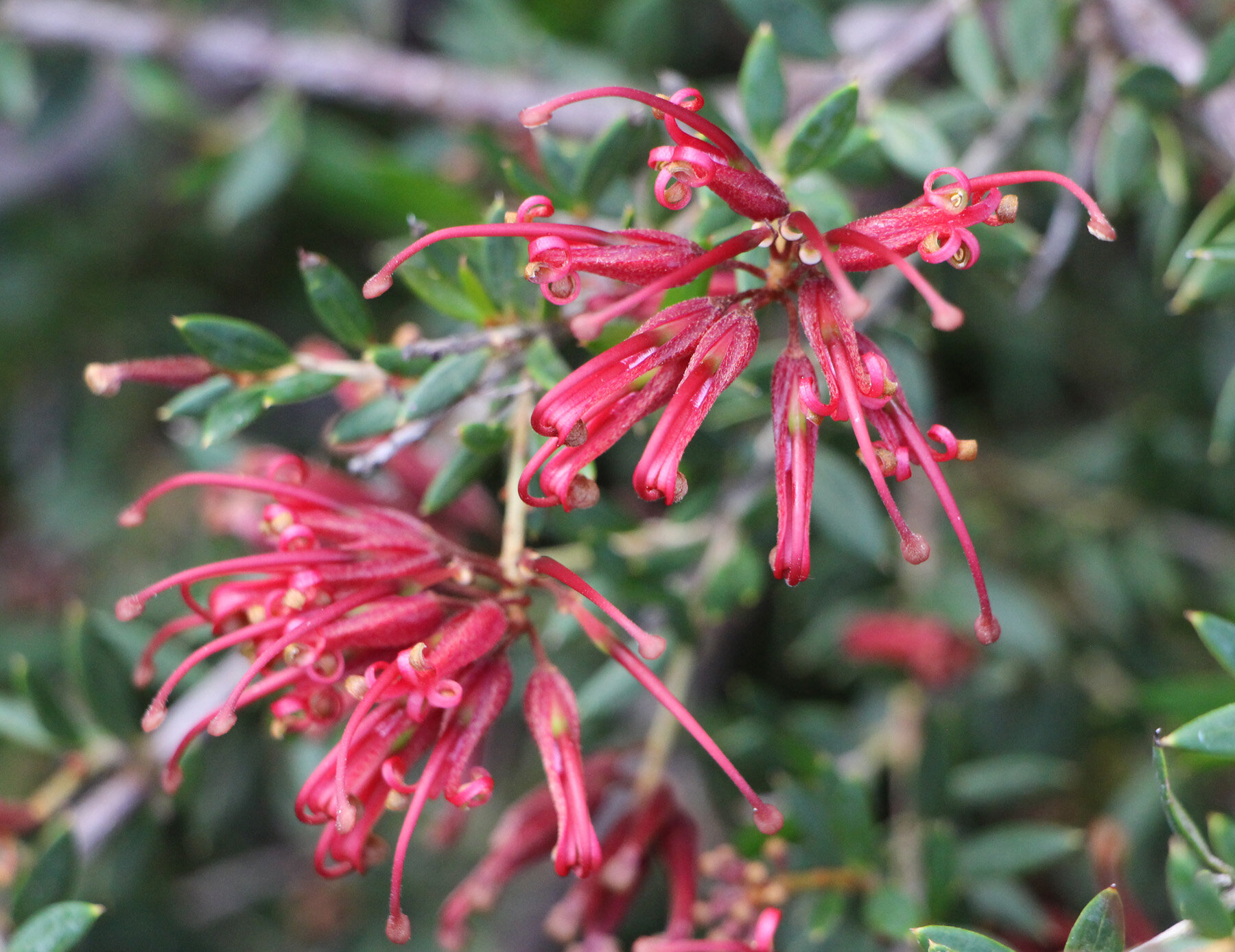 Grevillea Carol Ann flowers 3.jpg