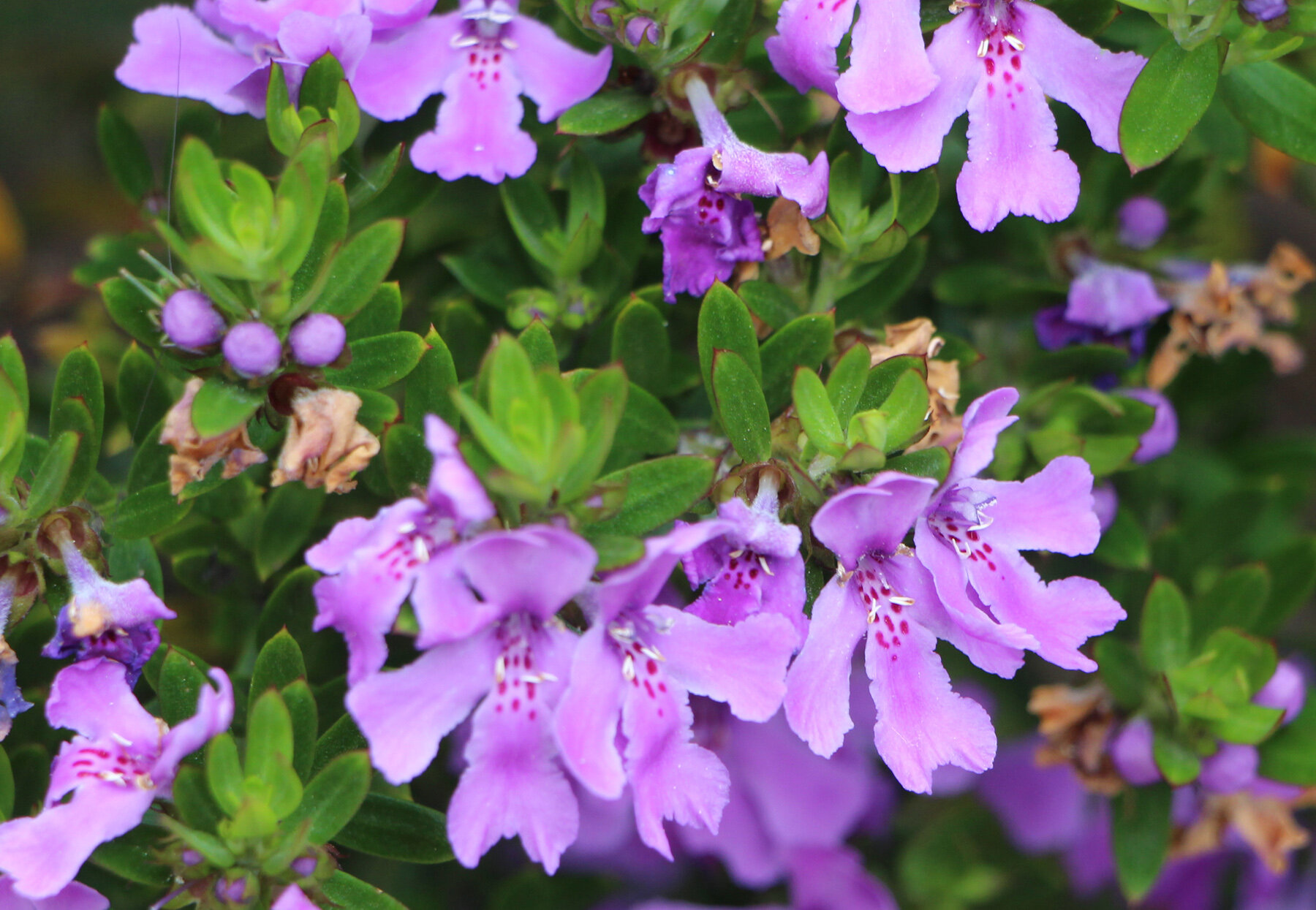 Westringia Deeppurple flowers 2.jpg