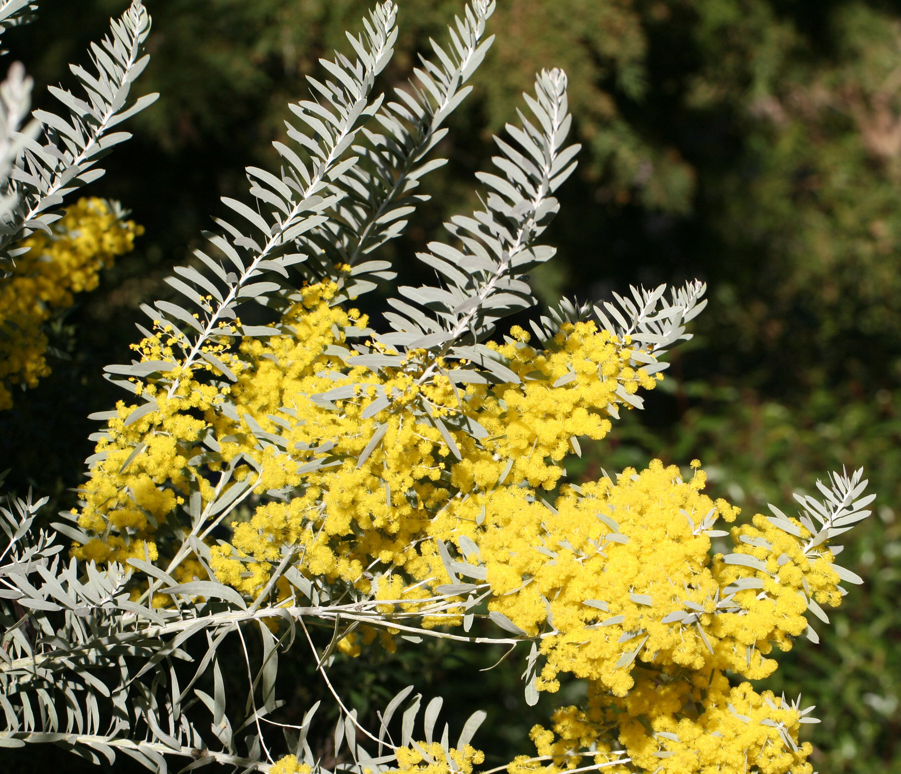 acacia covenyi flowerst.jpg