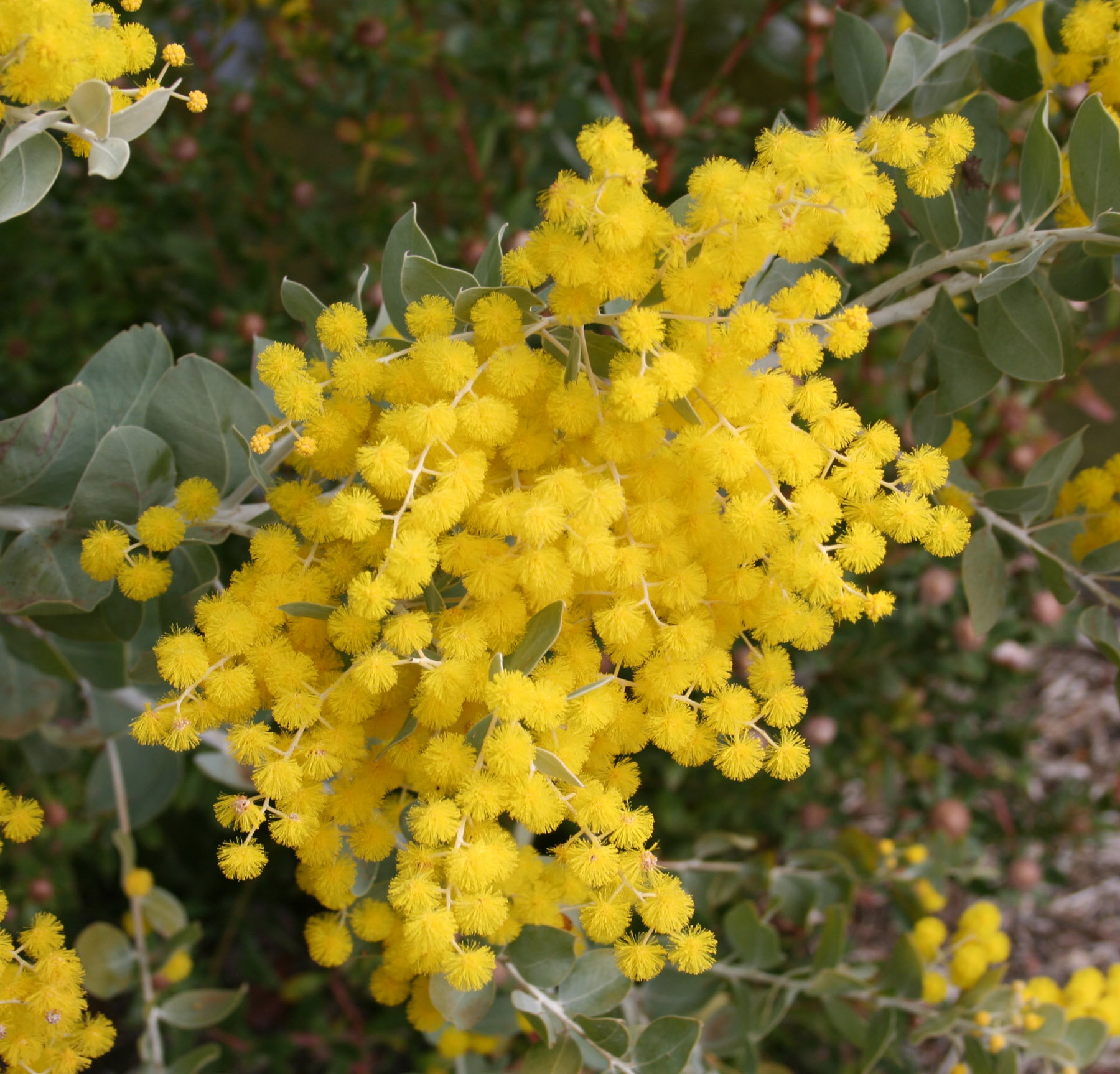 Acacia podalyriifolia flowers.jpg