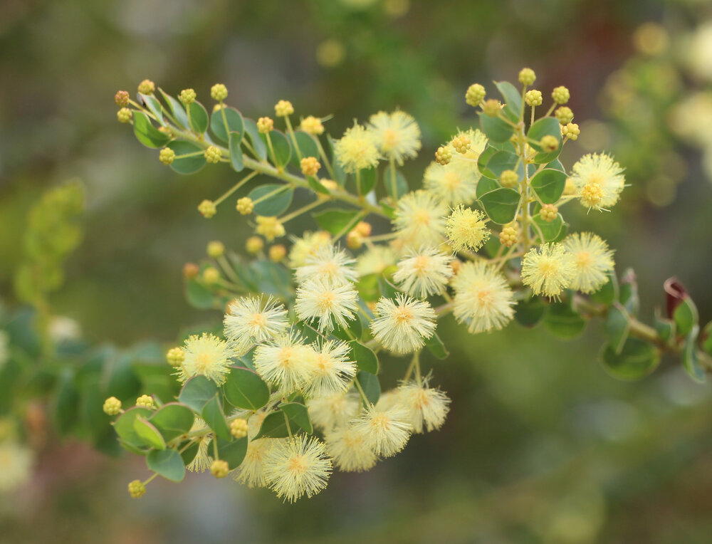 Acacia cremiflora flowers.jpg