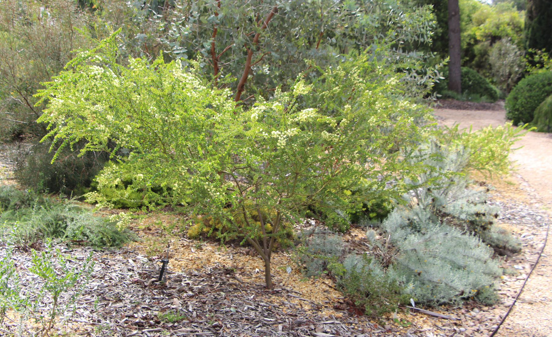 Acacia cremiflora plant.jpg