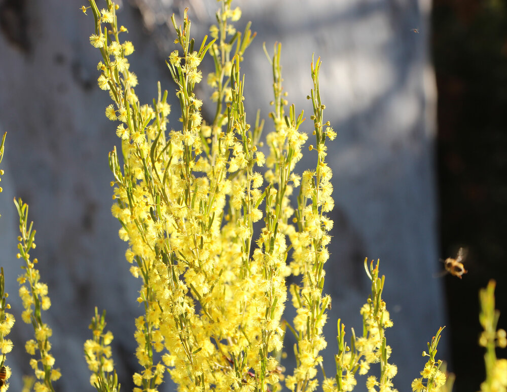 Acacia flexifolia flowers.jpg