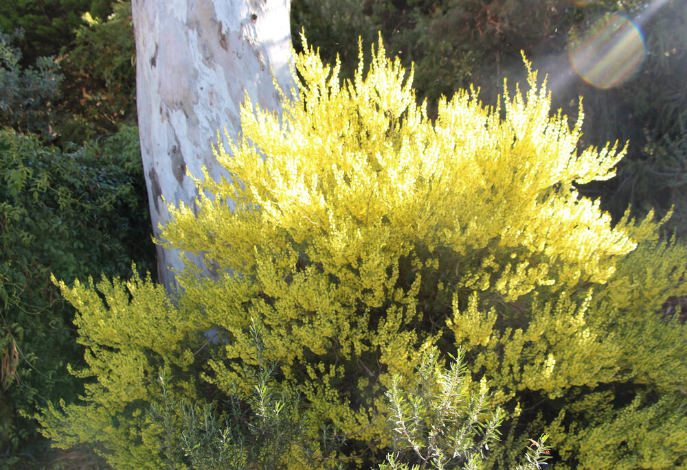Acacia flexifolia plant.jpg