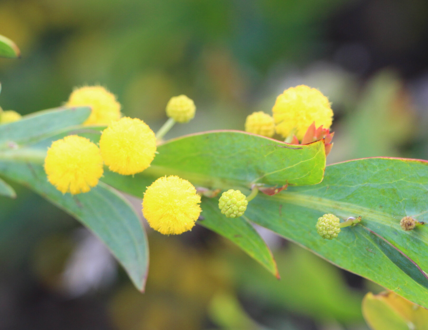 Acacia glaucoptera flowers 2.jpg