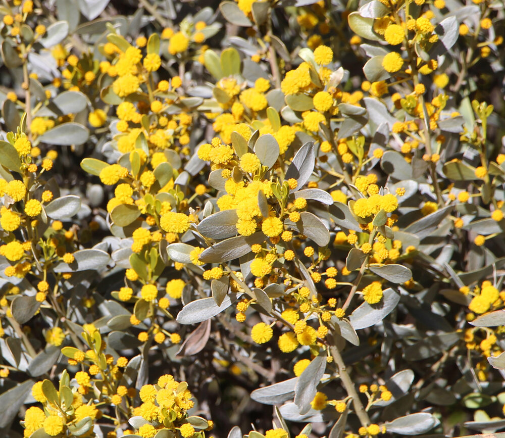 Acacia argyraea flowers.jpg