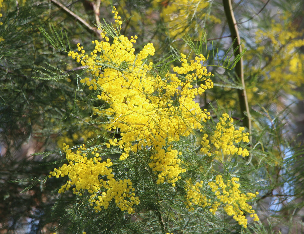 Acacia dangarensis flowers.jpg
