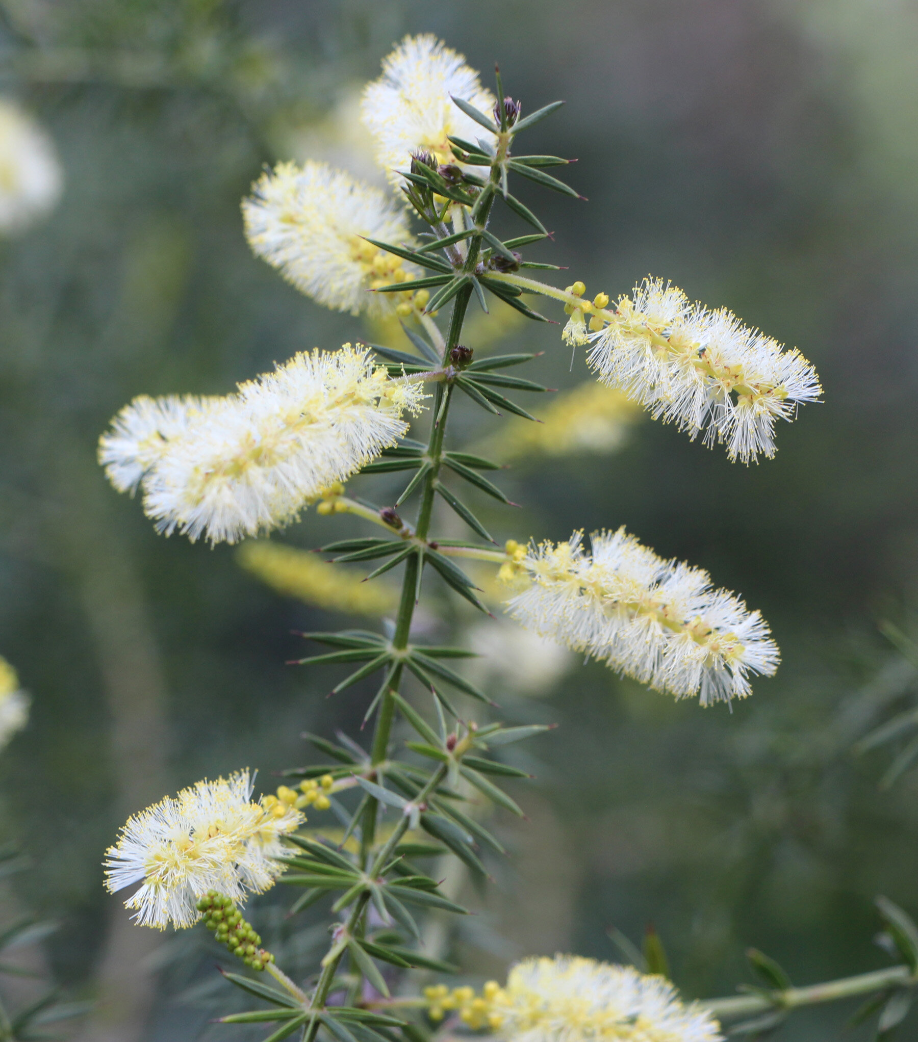 Acacia verticillata flowers.jpg