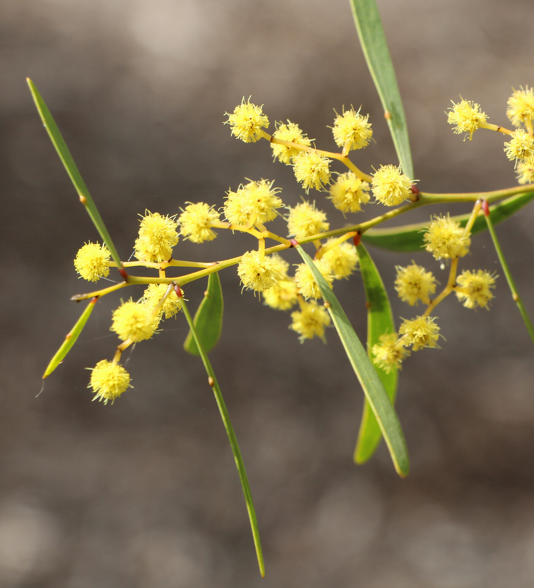 Acacia williamsonii flowers.jpg